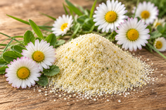 WEISSES GOLD® Bio Gänseblümchensalz, 35 Gramm