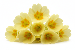 nur blüten ohne blatt und stängel